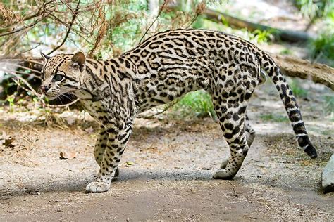 the wild cat species of central america worldatlas