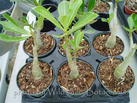 Sale Rare And Exotic Adenium Obesum Desert Rose Live Plant