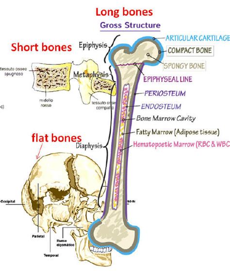 anatomy  histology  bone tissue