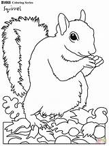 Squirrel Wiewiorka Oravat Ardilla Squirrels Mammals Szara Supercoloring Varityskuvia Tulosta Wiewiórka Drukuj sketch template