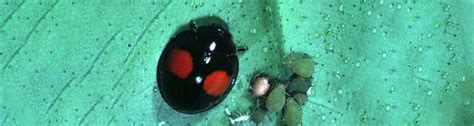q i found a black ladybug and it has two red spots on it i have never