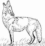 Coloring Pages Untitled Coyote Printable sketch template