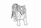 Harimau Gambar Mewarna Anak Ringkasan Diberikan Kepada Koleksi Webtech360 sketch template