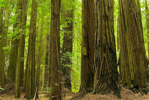 worlds largest tree   europe   redwood forest