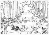 Foret Cerf Coloriages Adulte sketch template