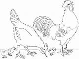 Coloring Hen Rooster Chicks Chicken Pages Drawing Her Visit Colouring Chickens Roosters sketch template