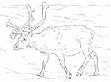 Ausmalbilder Ausmalbild Fjord Reindeer Ausdrucken Norwegian Svalbard sketch template