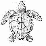 Turtles Shell Tortue Cycle Tortuga Visiter выбрать доску Colornimbus sketch template