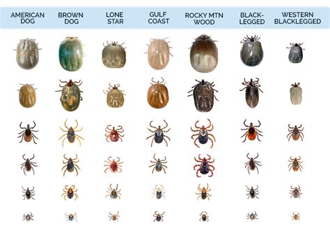 ticks   tick identification guide