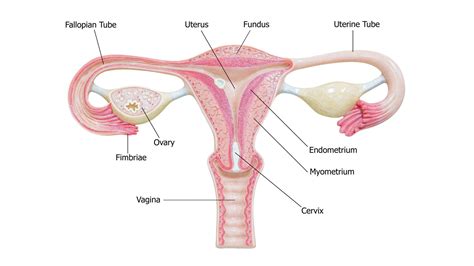 surprising fact  fallopian tube regeneration