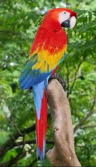parrot pearltrees