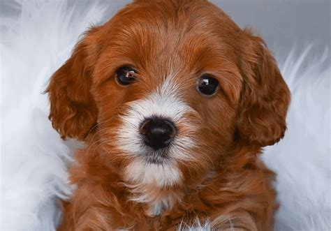 cavapoo puppies  sale  usa central park puppies