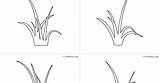 Coloring Pages Grass Template Lawn Outline sketch template