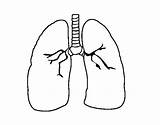 Lungs Lung Coloring Colorear Drawing Human Color Pages Coloringcrew Clipartmag sketch template