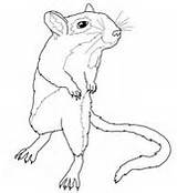 Gerbil Coloring Pages Mouse Cute Supercoloring sketch template