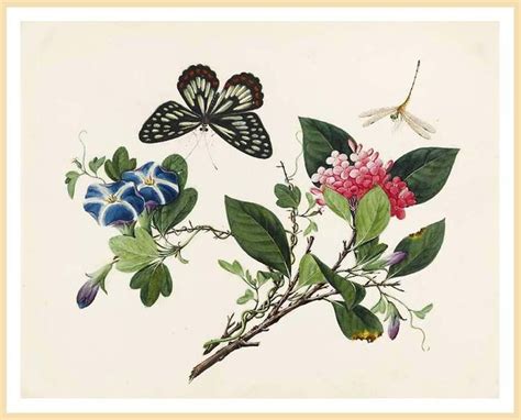 botanical art natural history images  pinterest