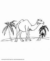 Desert Camel Coloring Pages Kids Animal Camels Animals Drawing Wild Clipart Printable Color Sheet Library Getdrawings Honkingdonkey Clip Print Activity sketch template