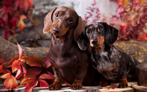 miniature dachshund  complete guide    sausage dog world