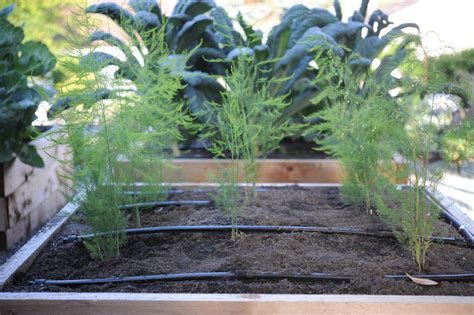 planting  harvesting asparagus seattle urban farm company