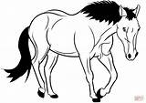 Cavalo Colorir Desenhos Cavallo Cavalos Coloriage Caballo Dibujo Gratis Tegninger Cheval Frison Stampare Ligne Hest Chevaux Imprimer sketch template
