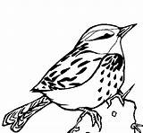 Wren Coloring Pages Carolina Coloringcrew Template House Bird sketch template