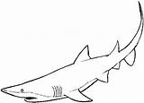 Requin Colorier sketch template
