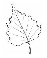 Birch Leaf Coloring Silver sketch template