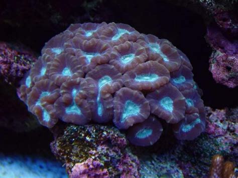 korali hard coral coral fish tank