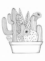 Coloring Pages Cactus Zentangle Adults Adult Printable sketch template