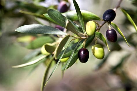 overview  greek olive oil