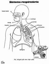 Respiratorio Sistema Anatomia Humana Corpo Atividades Respiratório Livro Onlinecursosgratuitos Cursos Gratuitos Atividade Professora Physiologie Anatomie Trabalho sketch template