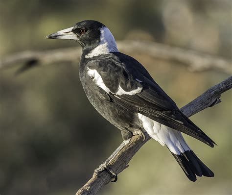 image   australian magpie  gunther frensch