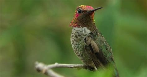 incredible hummingbird  colors   turn  dodo
