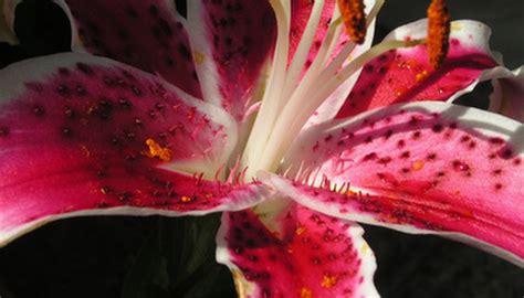grow stargazer lily garden guides
