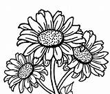 Girasoli Sonnenblumen Sunflowers Gogh Realistische Clipartmag Ausdrucken Cool2bkids Simboleggiano Fiori sketch template