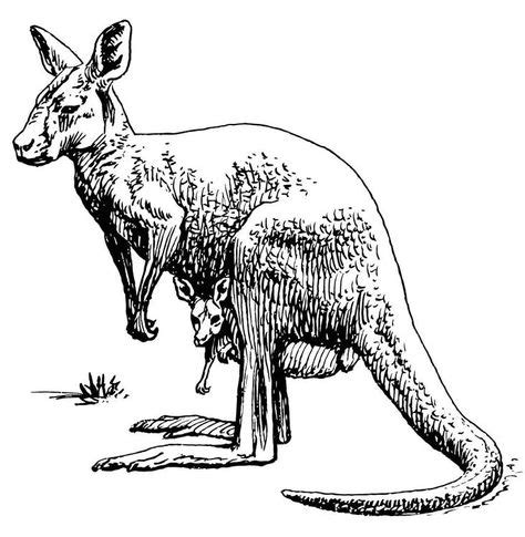 kangaroo coloring page trade book lesson pinterest