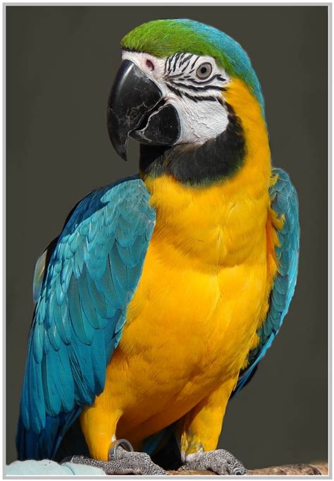 papagei  foto bild tiere zoo wildpark falknerei voegel bilder auf fotocommunity