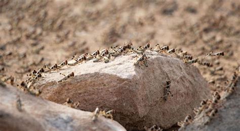 agriculture agency helps protect  threat  locusts  yemen