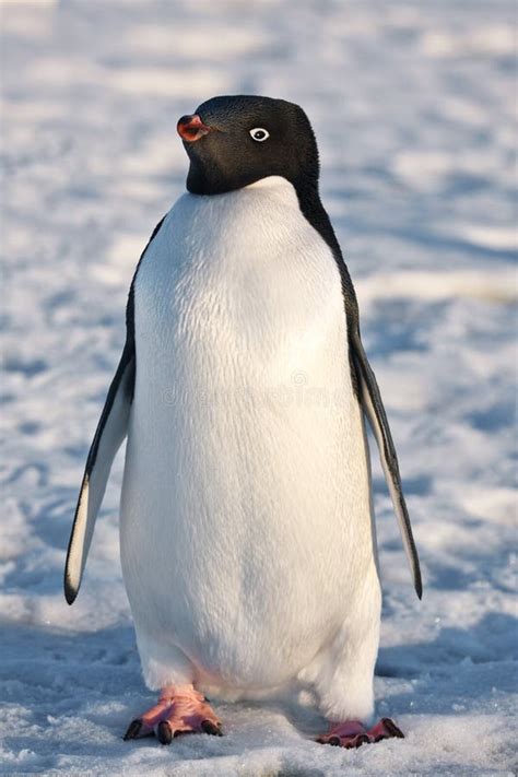 black  white penguin royalty  stock  image