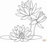 Coloring Pages Water Lily Lilies Drawing Supercoloring Color Waterlily Flower Printable Seerosen Colouring Line Silhouettes Colorare Ausmalbild Monet sketch template