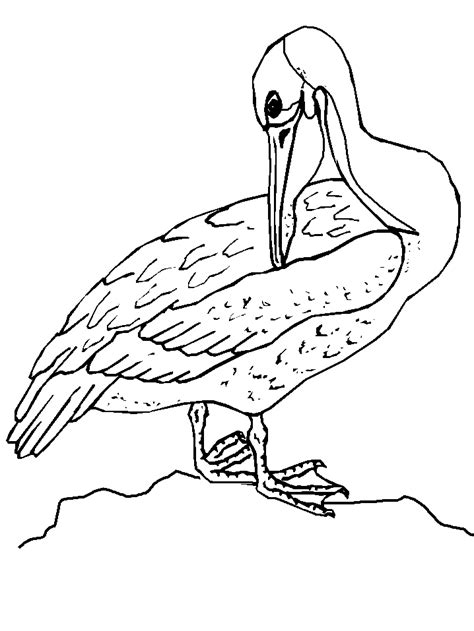 big bird coloring pages coloring home