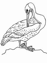 Coloring Pages Bird Pelican Brown sketch template