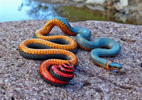 colors   snake gag