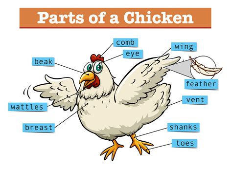 diagram showing parts  chicken  vector art  vecteezy