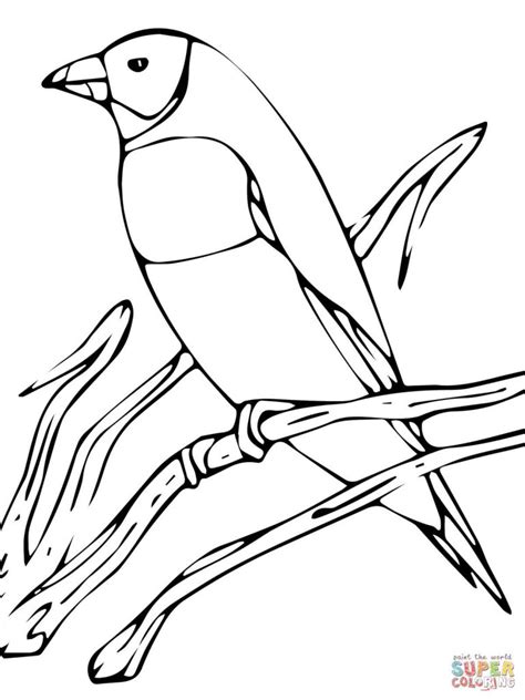 finch coloring page  getdrawings