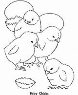 Coloring Chick Hatching Pages Four Tired Feeling Kids Color sketch template