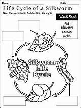Life Silkworm Cycle Packet Choose Board sketch template