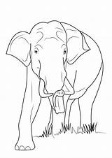 Colorare Disegno Elefanti Pianetabambini Elefante sketch template