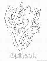Coloring Spinach Pages Vegetable Designlooter Drawings 930px 18kb sketch template