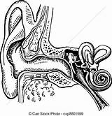 Inner Unlabeled Getdrawings Hearing Cochlea sketch template